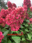 image (7)